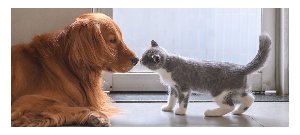 dog and cates