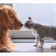 dog and cates