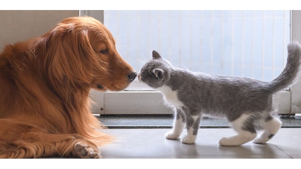 dog and cates