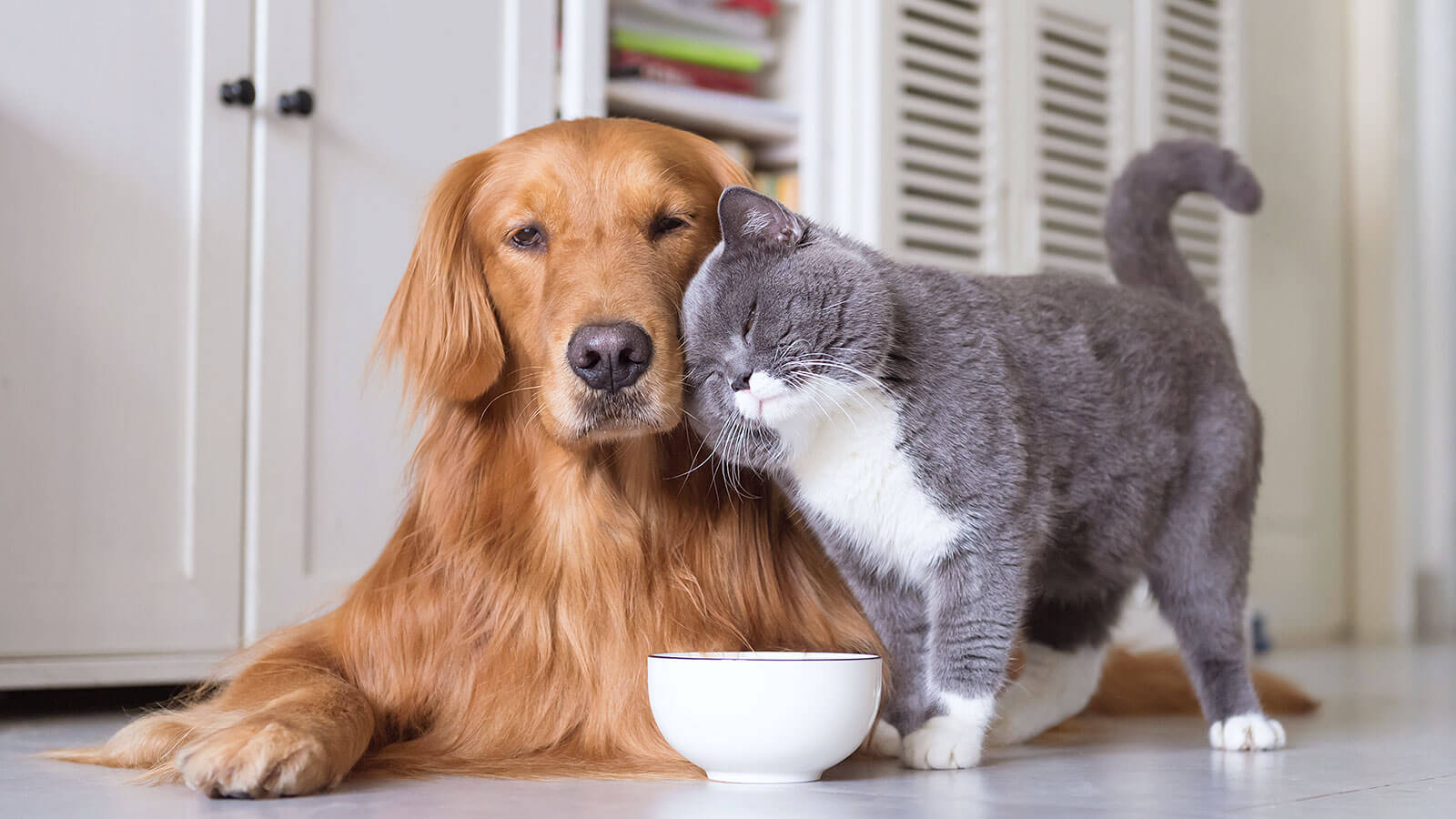 Dogs And Cats