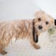Wet Dog - Dog Shampoo-Bathing Your Dog
