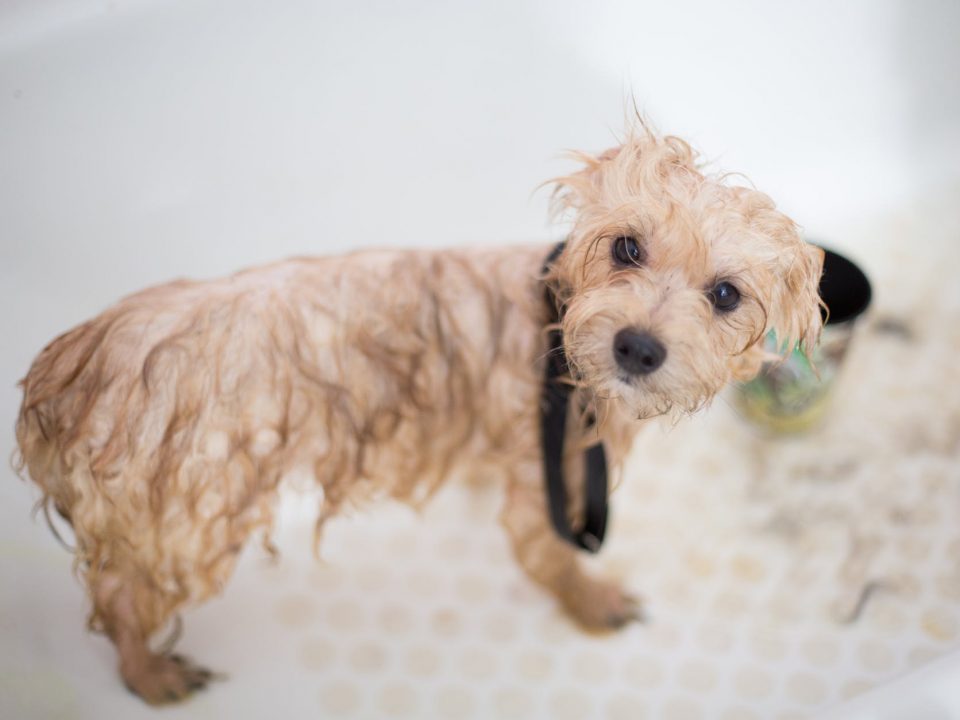 Wet Dog - Dog Shampoo-Bathing Your Dog