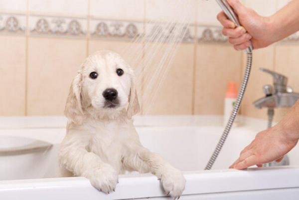 Bathing Your Dog
