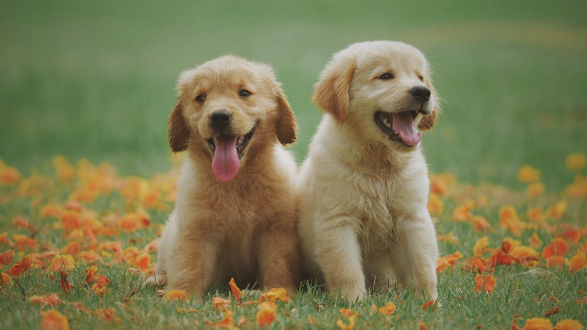 Fleas and Ticks