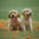 Fleas and Ticks