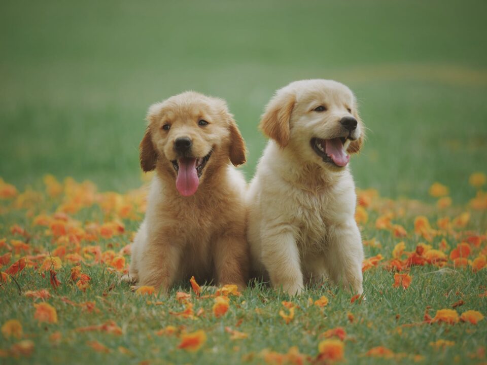 Fleas and Ticks