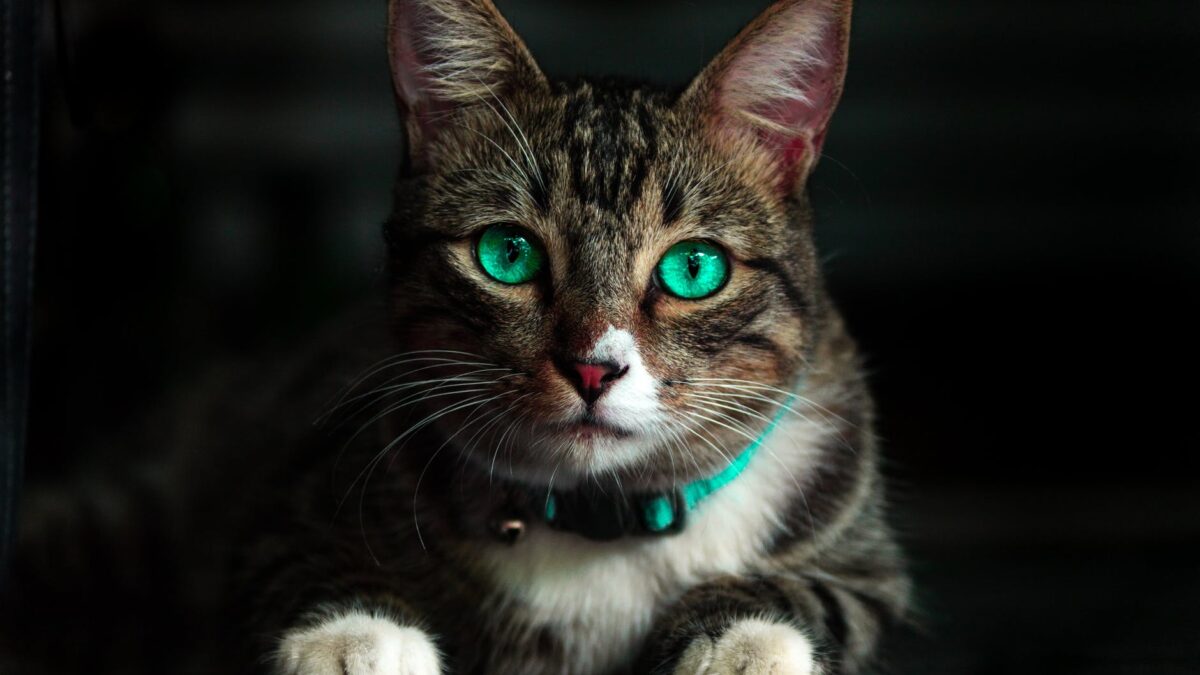 anti-tick for cats