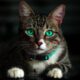 anti-tick for cats
