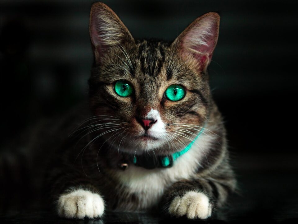 anti-tick for cats