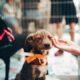 Major-Dog-Health