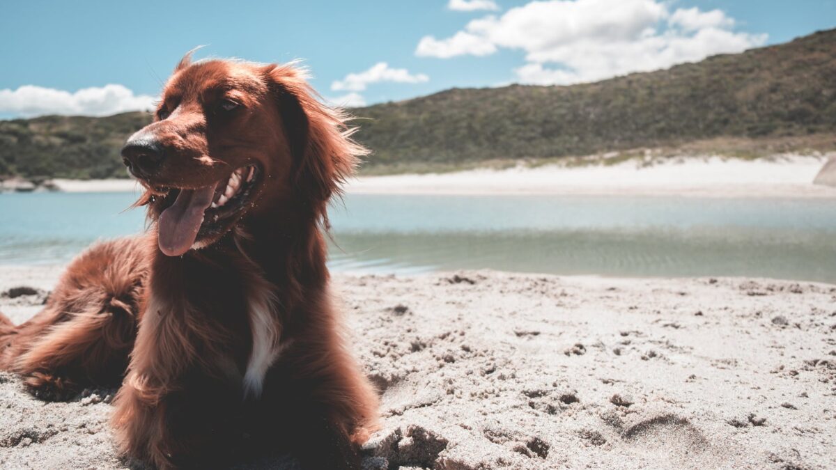 buy pet products online in Lucknow