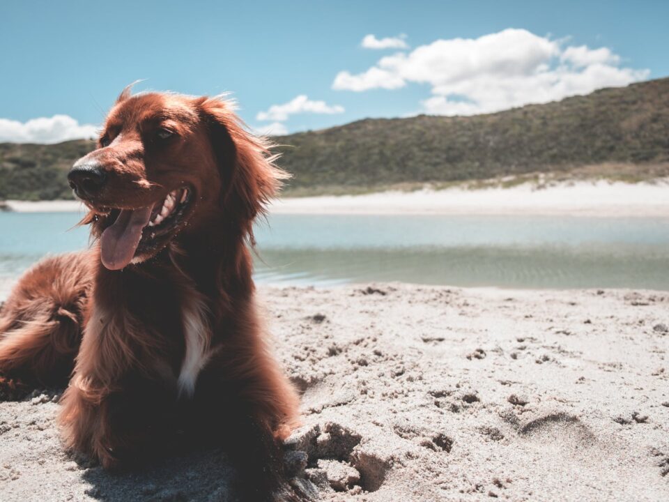 buy pet products online in Lucknow