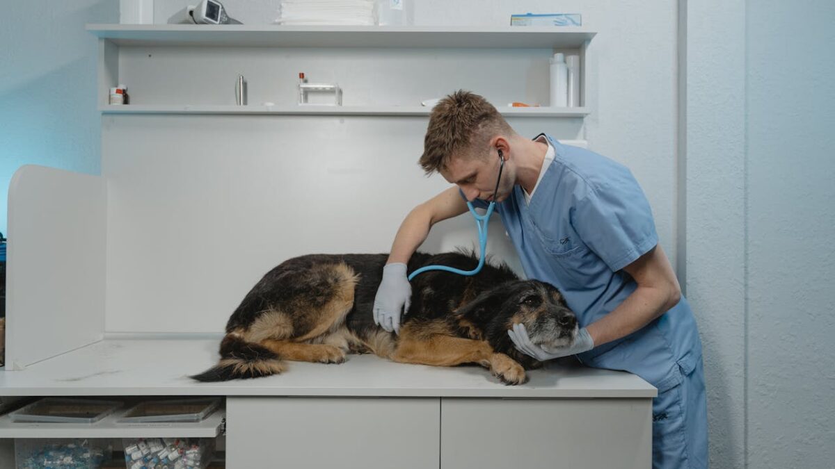 Most Common Dog Diseases -cover image