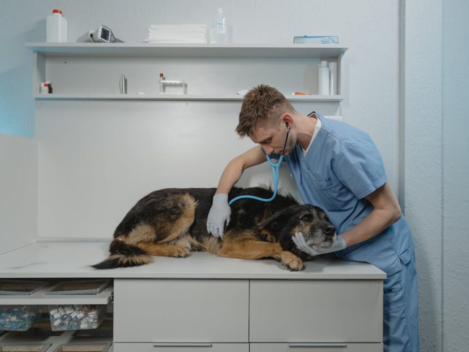 Most Common Dog Diseases -cover image