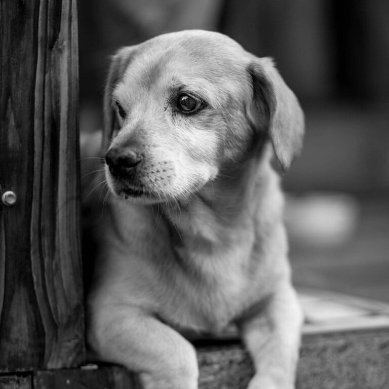 Animal Health Products