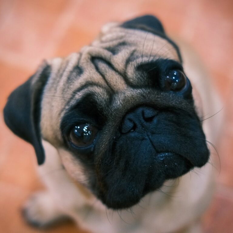 Flea & Tick