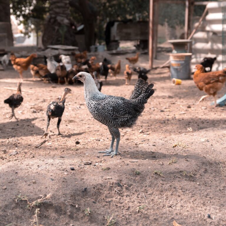 Poultry