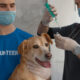 Buy pet products online in Lucknow