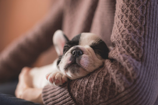 Most Common Dog Diseases_1