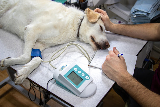 Most Common Dog Diseases_2