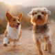 Buy pet products online