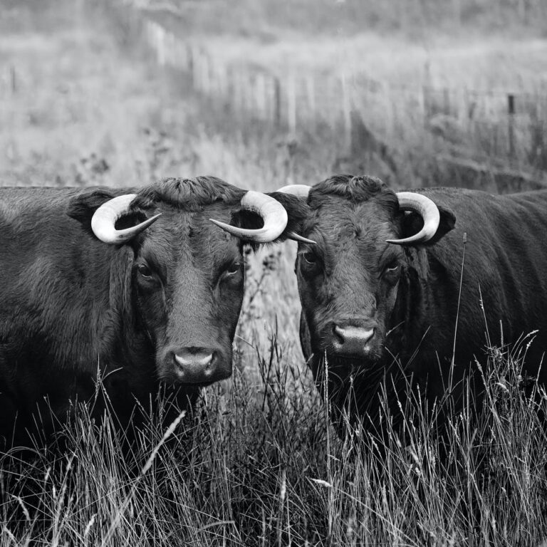Livestock