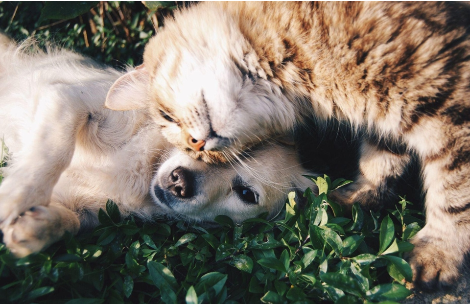 Animal Health care