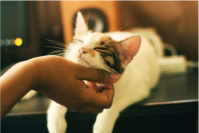 Pet Care Product