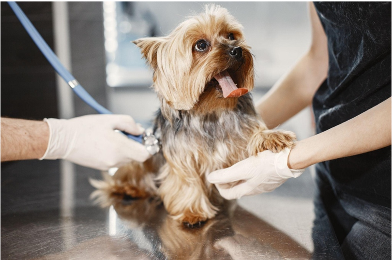 veterinarian to neuter or spay your pet 