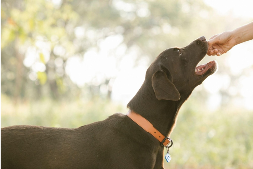 buy veterinary products online