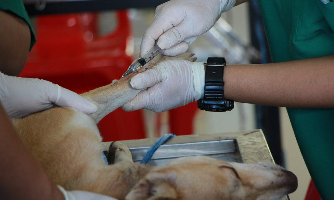 buy veterinary products online