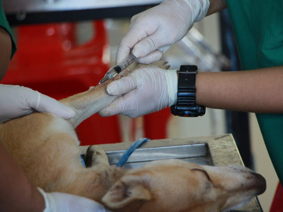 buy veterinary products online