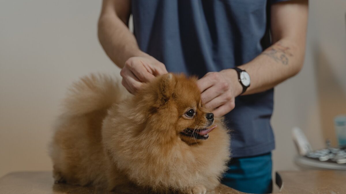 Flea and Tick Treatment
