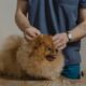 Flea and Tick Treatment