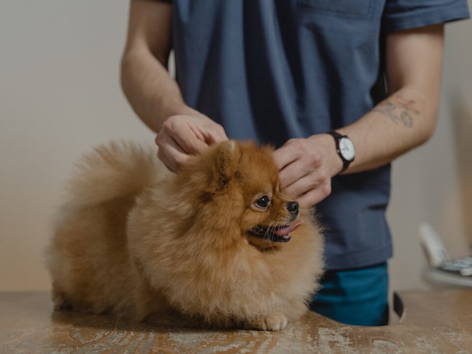 Flea and Tick Treatment