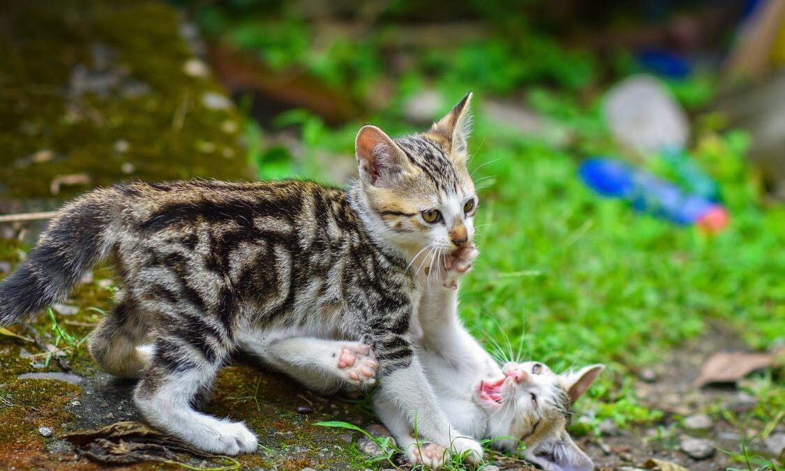 Easy ways to get rid of ticks from cats
