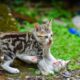 Easy ways to get rid of ticks from cats